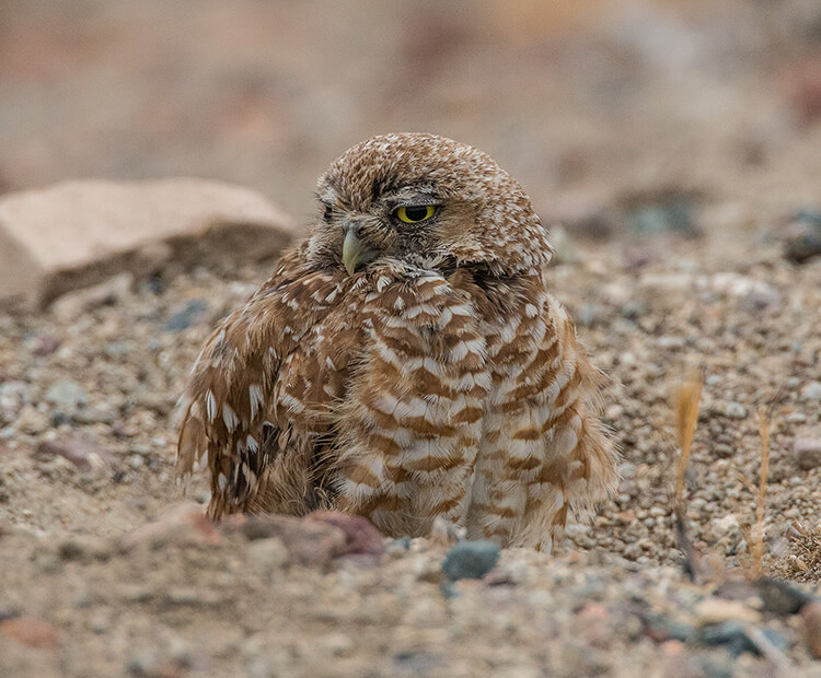Burrowing owl peeking out of burrow.