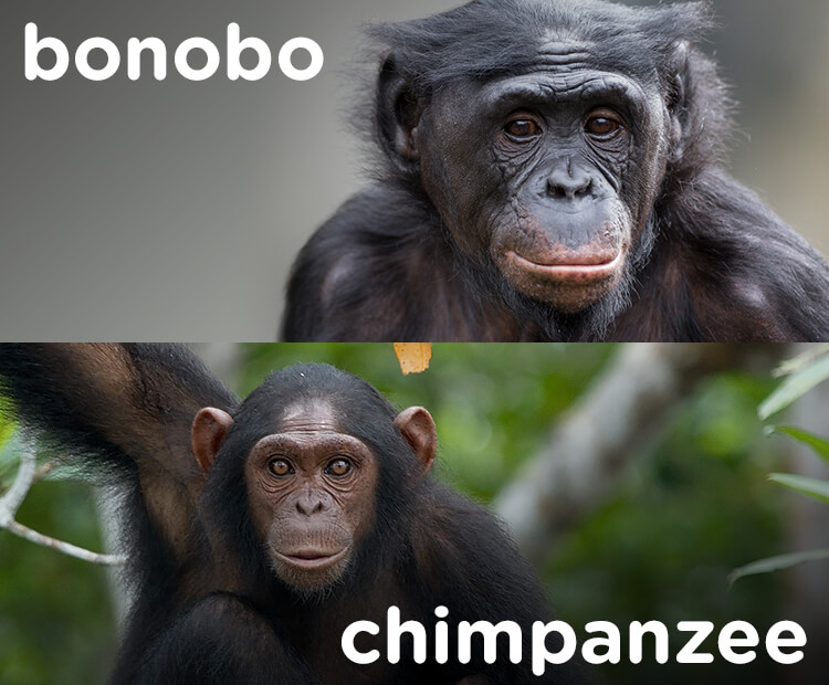 bonobos vs chimps