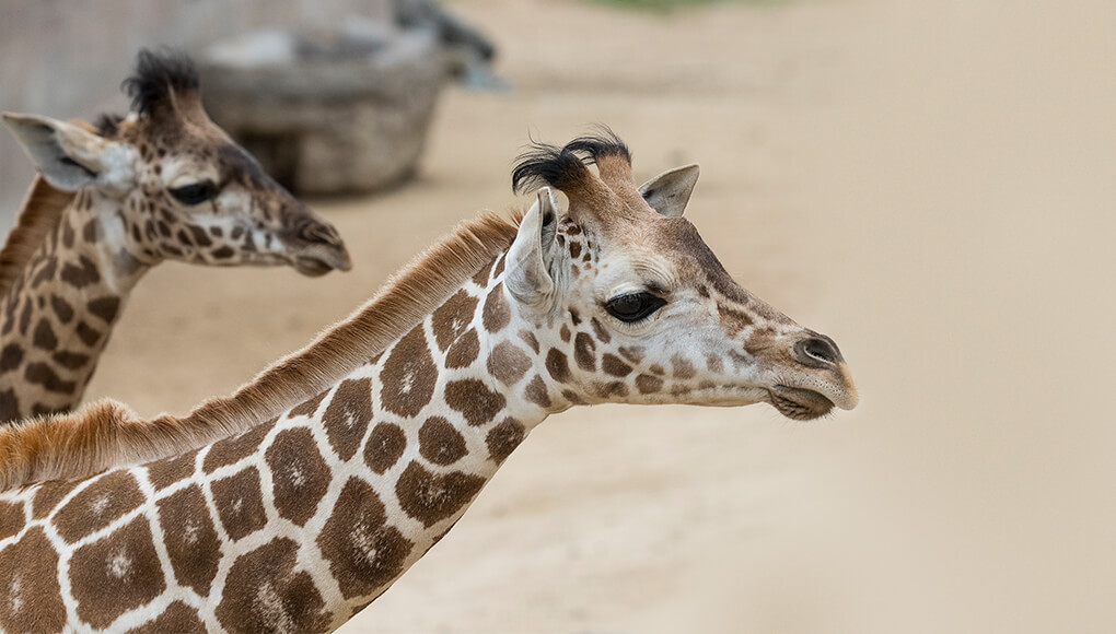 Giraffe calves
