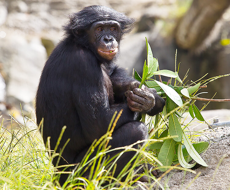 Bonobo gathering leaves