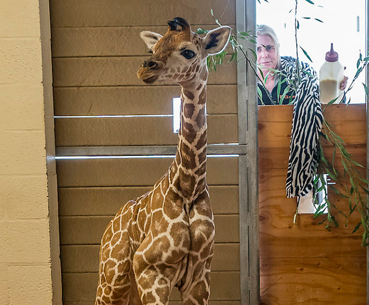 Giraffe calf in barn with keeper nearby.