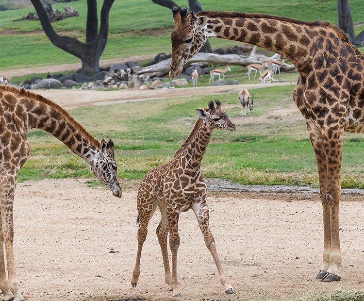 Reintroduced giraffe calf being inspected by other members of the herd.