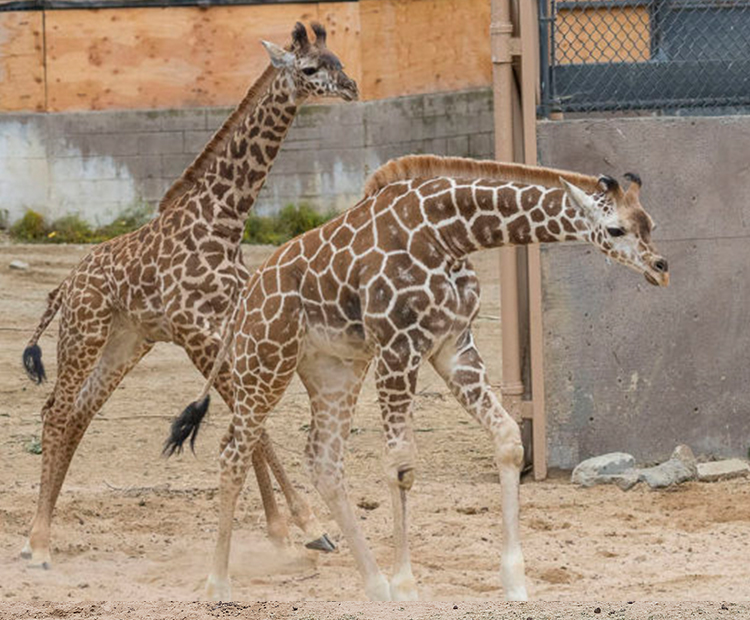 Yodha and Obi running around.