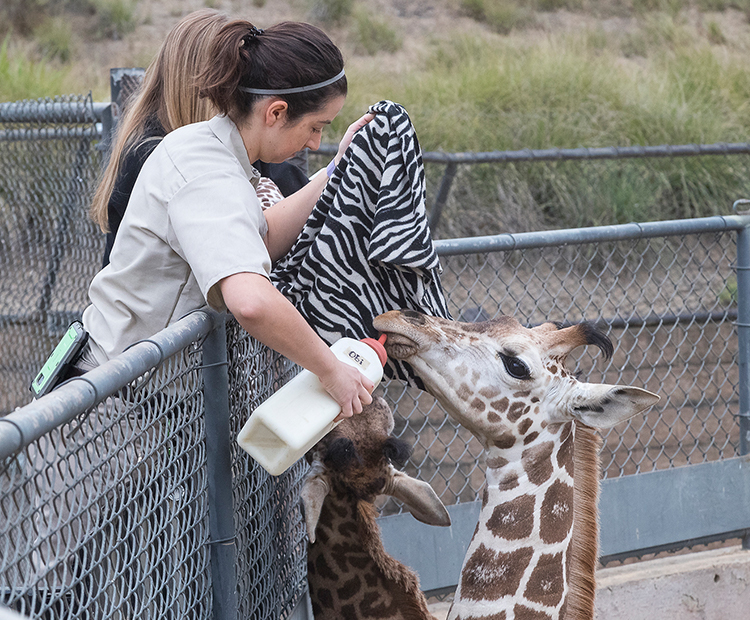 Obi and Yodha being bottle-fed by wildlife care specialists.