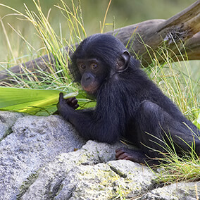 Young bonobo