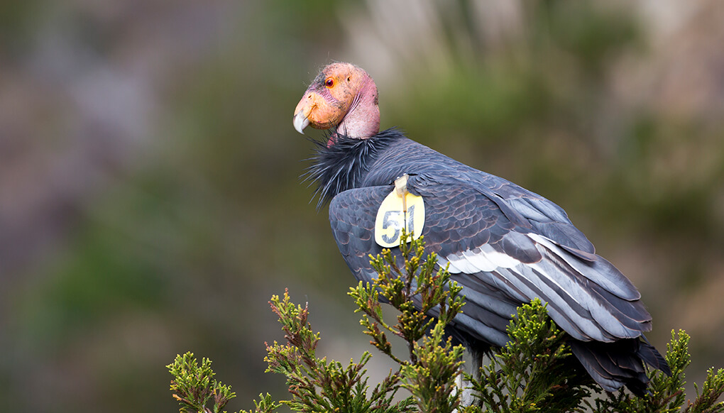 California condor perched in tree.