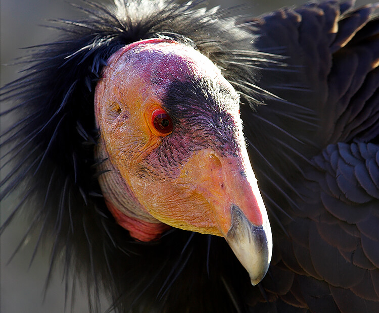 California condors are mostly feather-free on their heads.