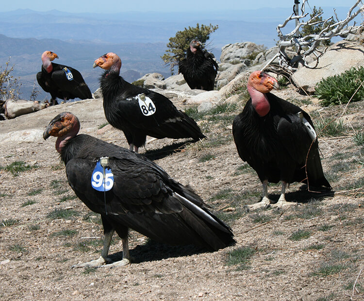 A group of California condors.