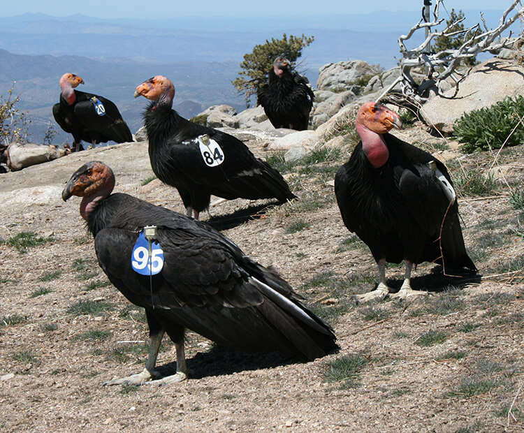 California condor San Diego Zoo Wildlife Explorers