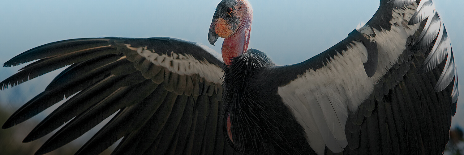 California condor with wings outstretched as it suns itself.