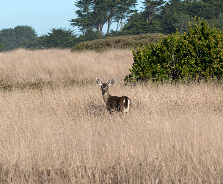 Mule deer are an example of an animal that California condors eat in the wild.