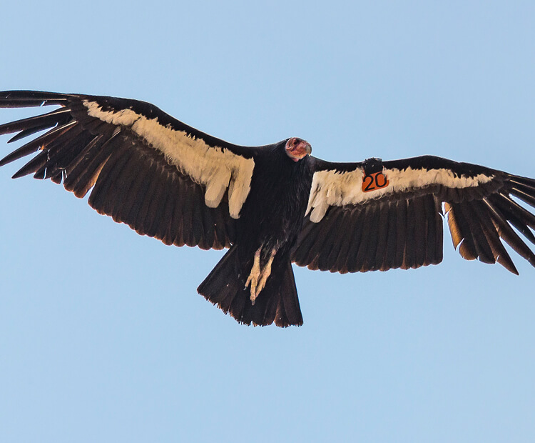 California condor flying against a clear blue sky.