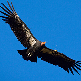 California condor with white under-wing feathers on display as it soars in the sky.
