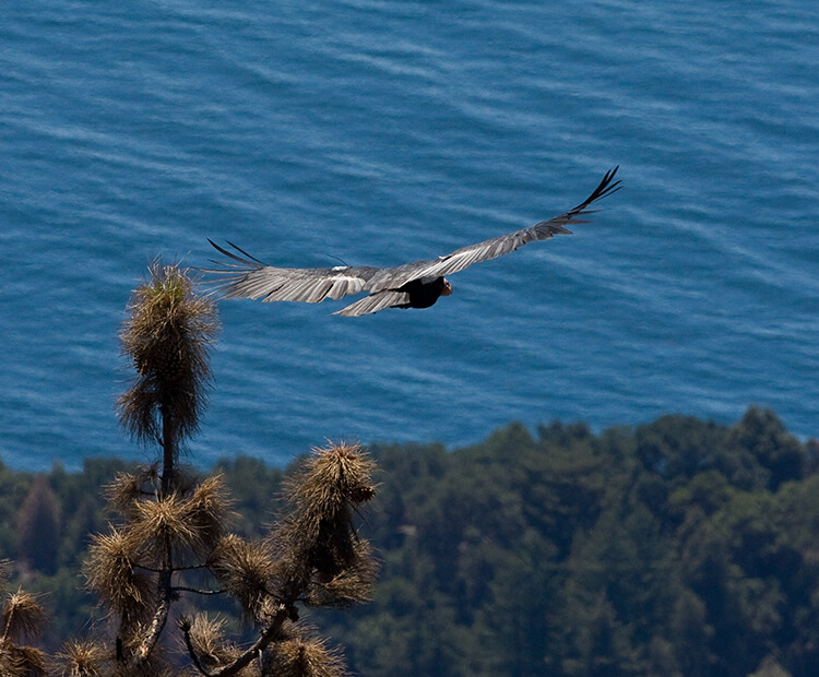California condor flying free in Big Sur.