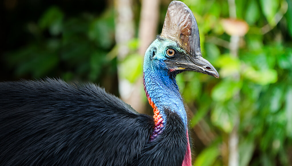 Southern Cassowary