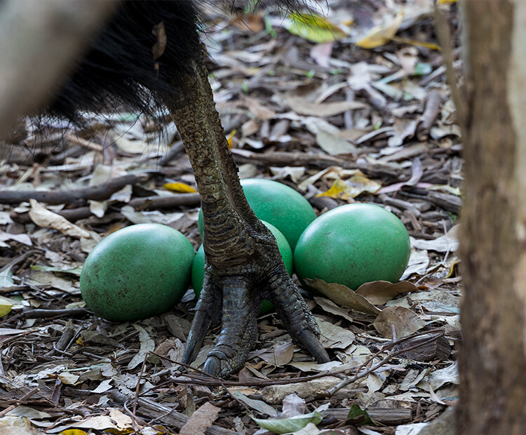 Four large green cassowary eggs