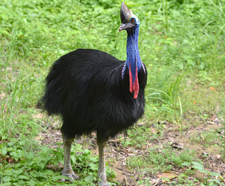 Southern cassowary walking on lush green ground cover.