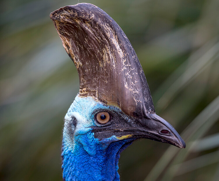 Southern cassowary head knob.