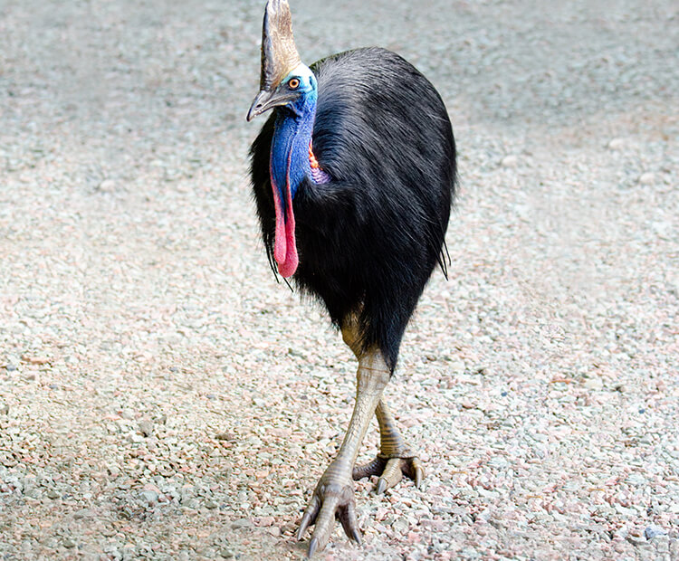 Southern cassowary walking on gravel.