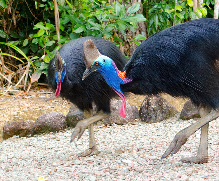 A pair of Southern cassowaries.