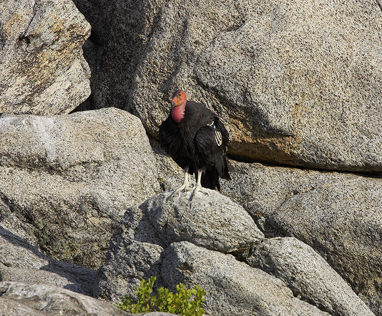 Condor on granite boulders.