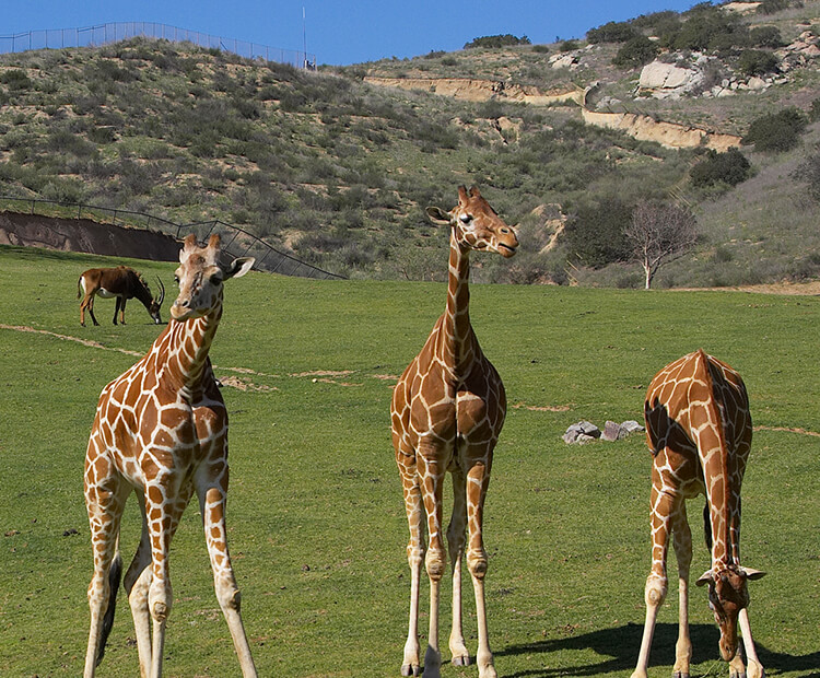 Safari Park field exhibit with giraffes and natural California landscape in back.