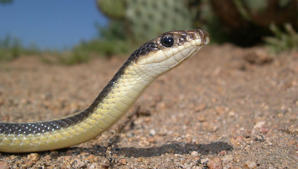 Coastal patch-nosed snake.