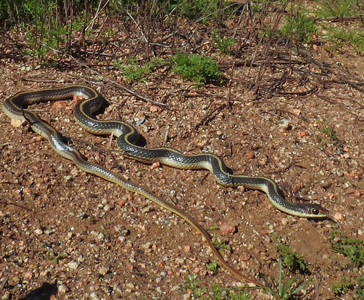 Coastal patch-nosed snake in natural habitat.