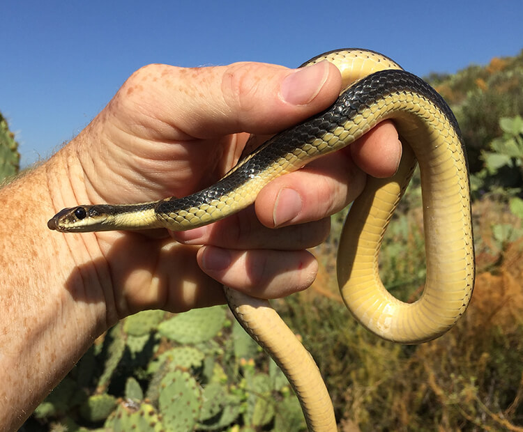 Jeff Lemm holding a coastal patch-nosed snake.