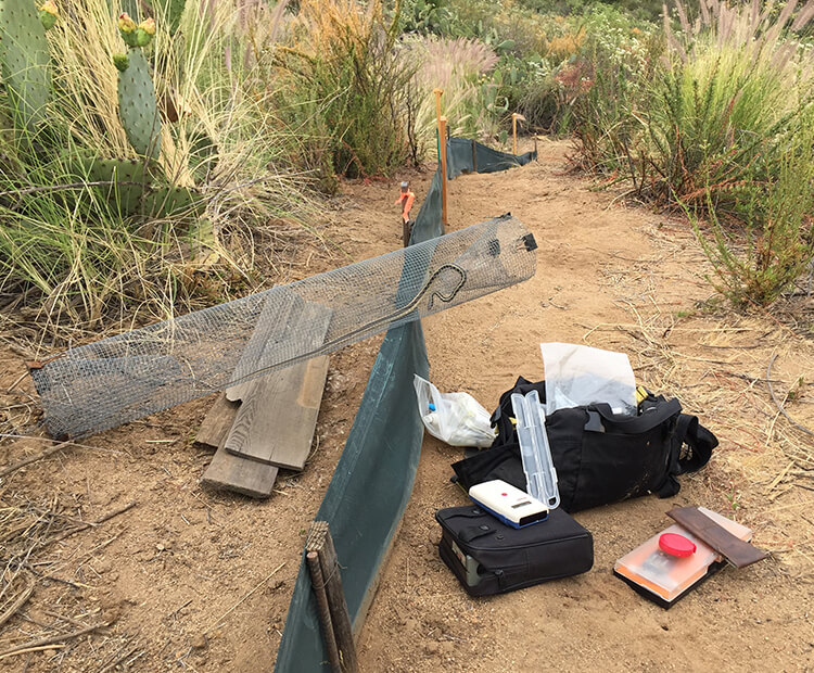 Scientists capture snakes in mesh traps to tag and study them.