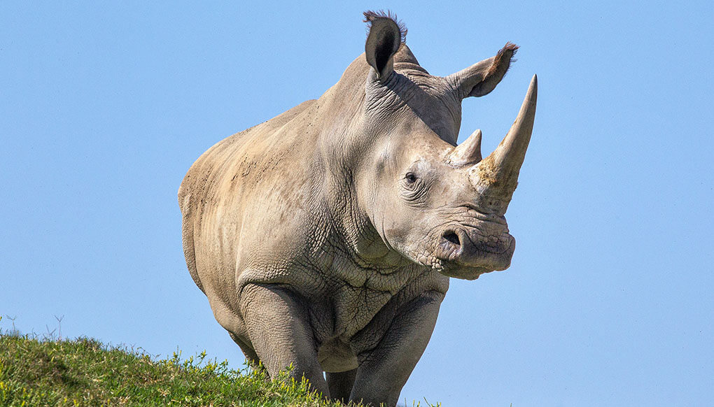 Southern white rhino