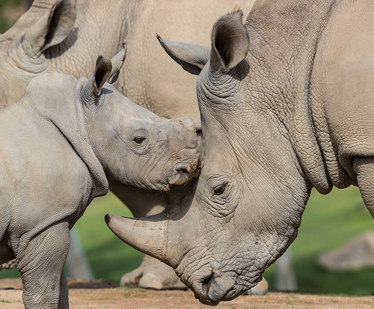 Baby Southern white rhino with mother.