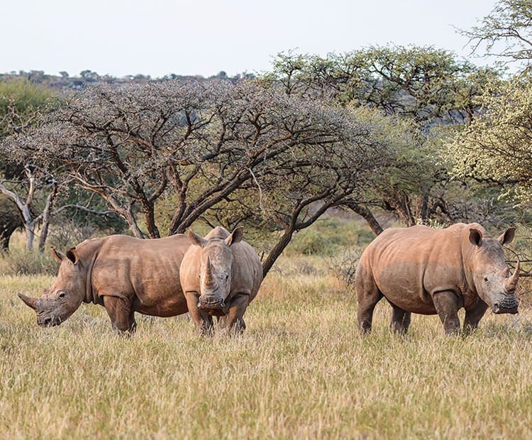 Southern white rhinos in Kenya.