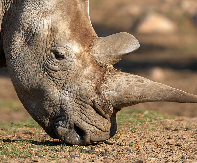 Nola, the last Northern White Rhino at the San Diego Zoo Safari Park circa 2006.