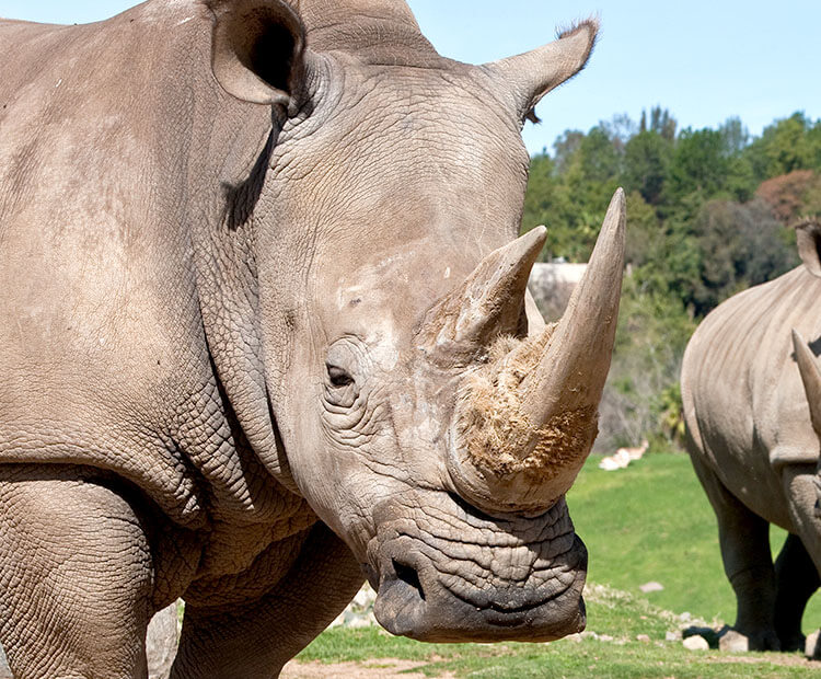 Southern white rhino