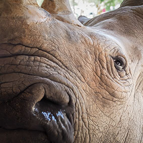 Close-up of a Southern white rhino's face.
