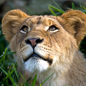 Young lion in grass.