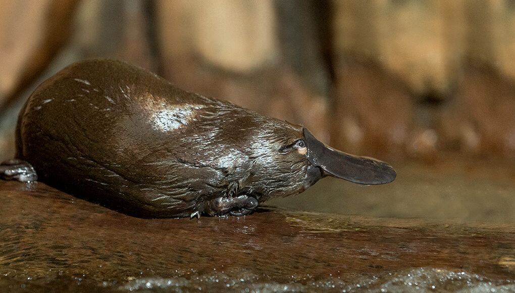 Platypus on semi-submerged log.