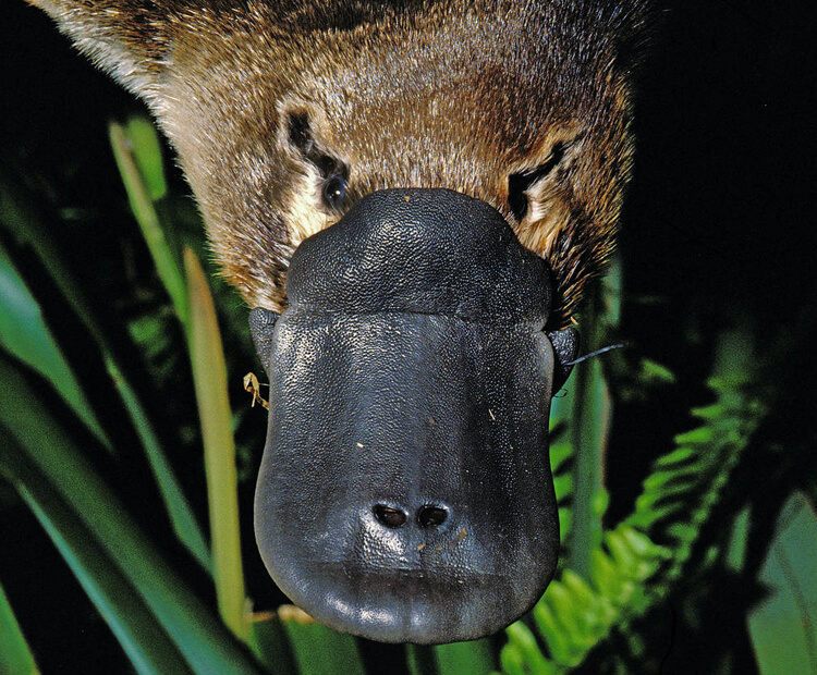 san diego zoo safari park platypus