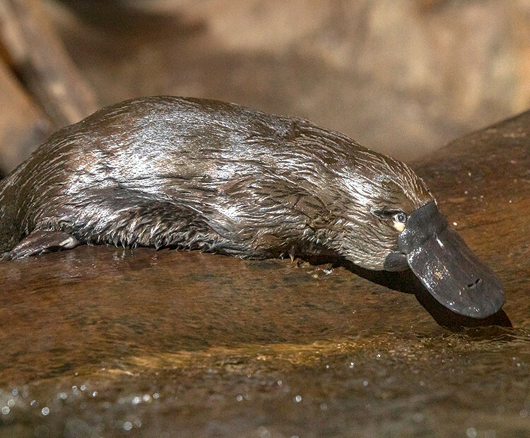 Platypus out of water.