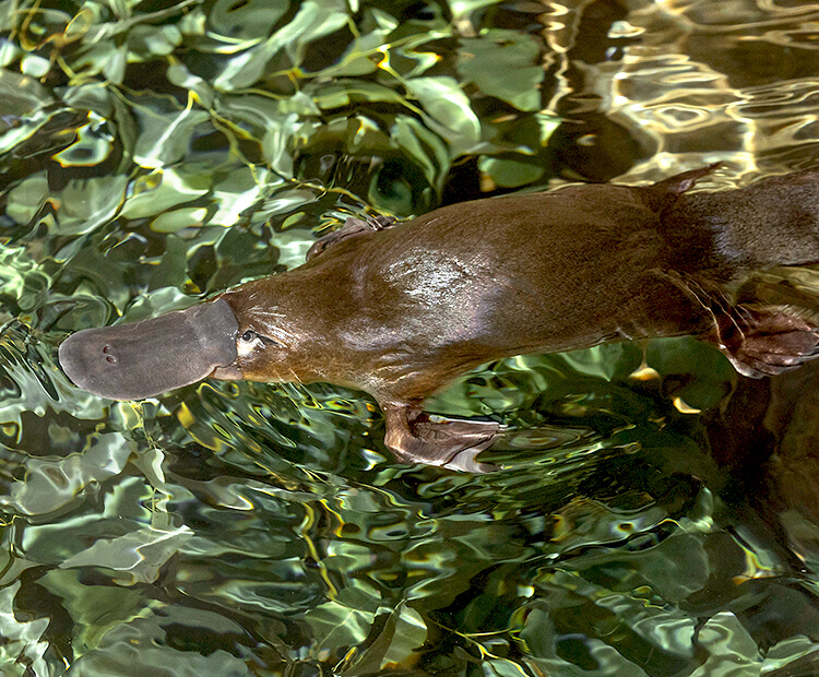 duck billed platypus habitat