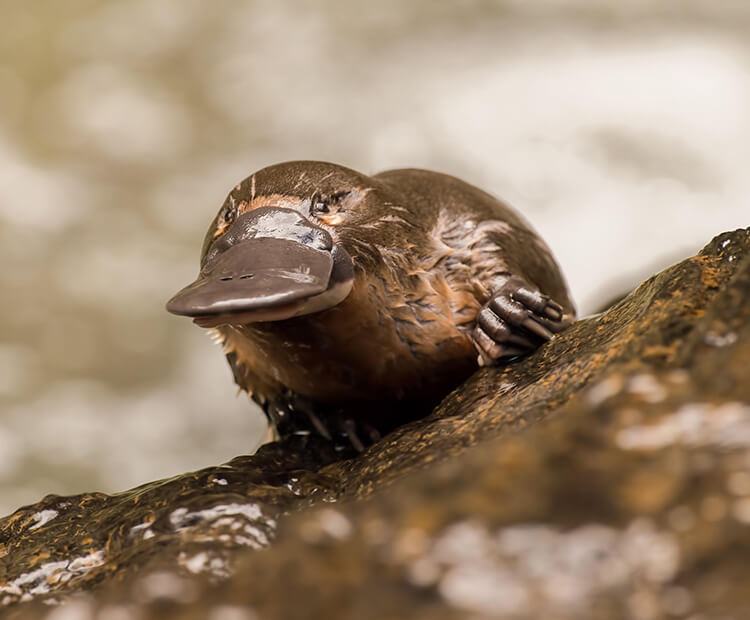 Platypus leaving water.