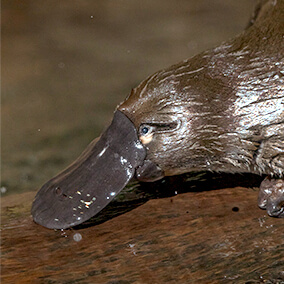Platypus face.