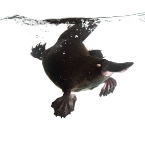 Platypus under water.