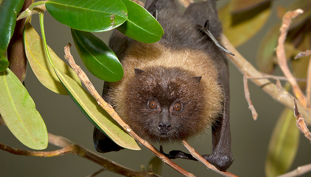 cute baby fruit bats