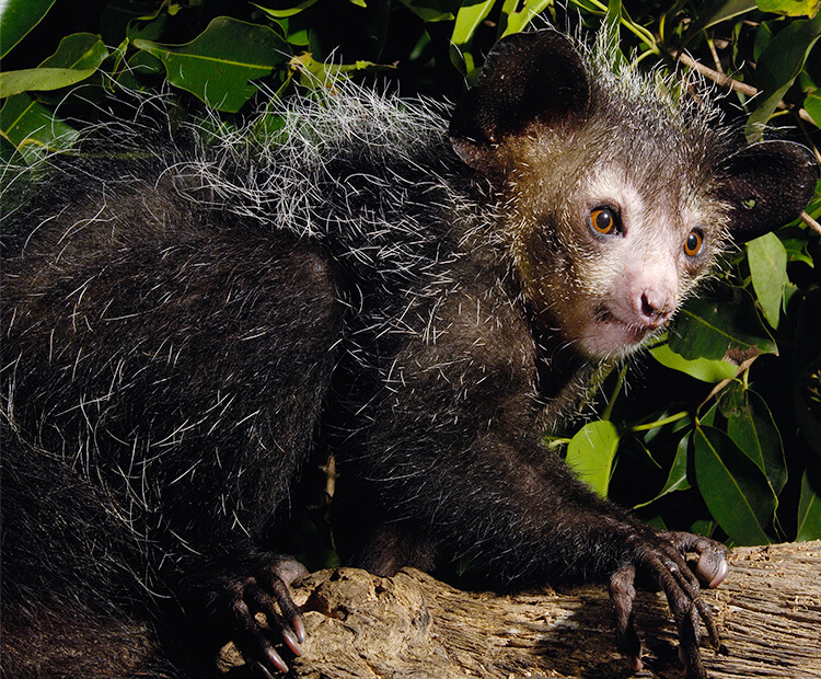 Adult aye-aye.