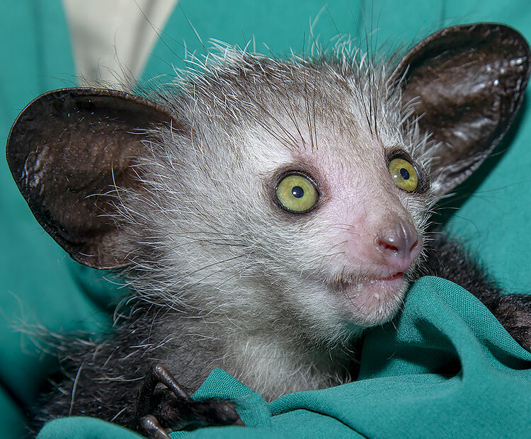 Baby aye-aye held by a wildlife care specialist wearing scrubs.