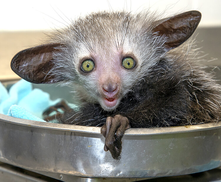 Baby aye-aye sitting in a scale.