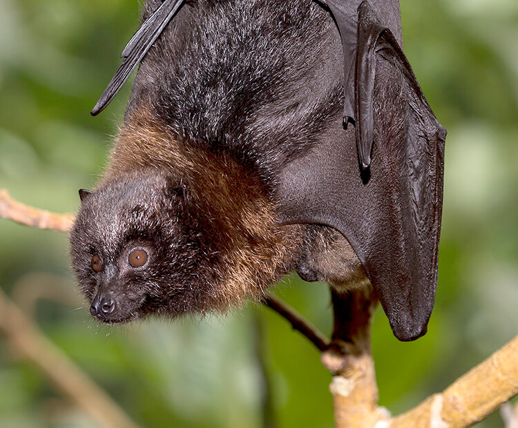 flying fox face