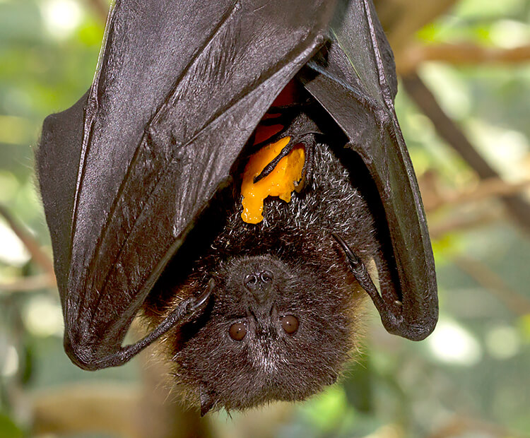 Rodrigues fruit bat holding a piece of fruit.